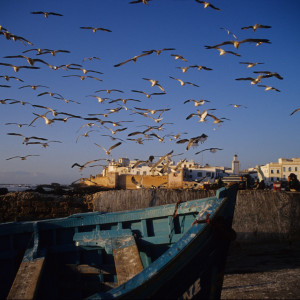 Gulls Over Essaouria