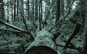 Felled Tree in Juneau