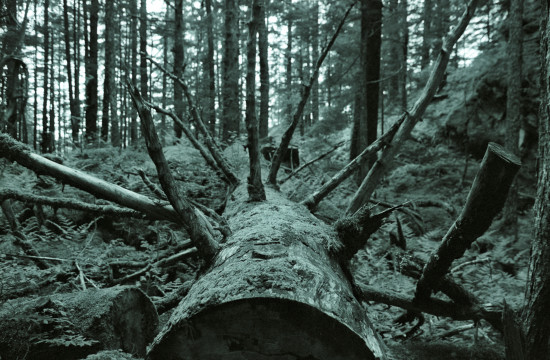 Felled Tree in Juneau