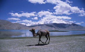 Camel at Karakol Lake
