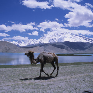 Camel at Karakol Lake