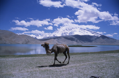 Camel at Karakol Lake