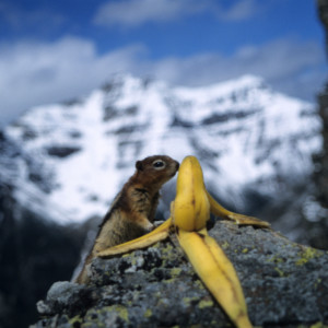 Red Squirrel in the Canadian Rockies