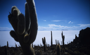 Cacti on the Salar de Uyuni