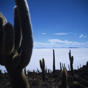 Cacti on the Salar de Uyuni