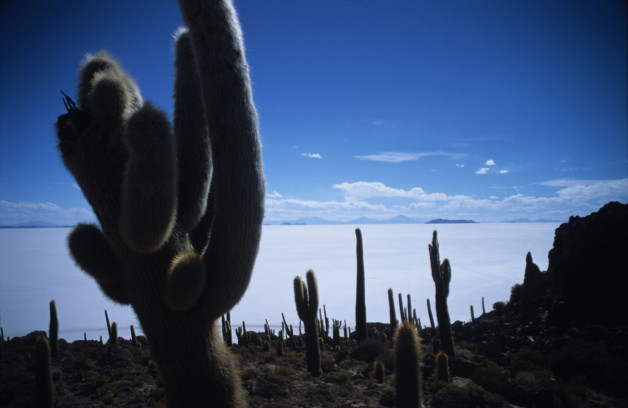 Cacti Crossing the Salar de Uyuni