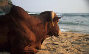 Sacred Cow in Goa